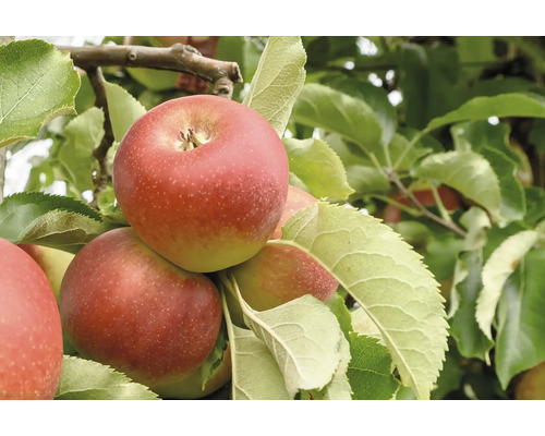 Äppelträd OMNIA GARDEN Malus domestica Folke inkl. uppbindningskit