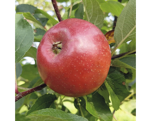 Äpple på träd