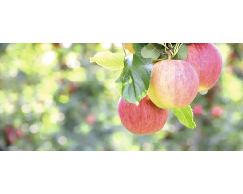 Äppelträd OMNIA GARDEN Malus domestica Gyllenkroks Astrakan inkl. uppbindningskit
