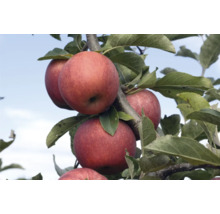 Äppelträd OMNIA GARDEN Malus domestica Röd Melbainkl. uppbindningskit-thumb-0