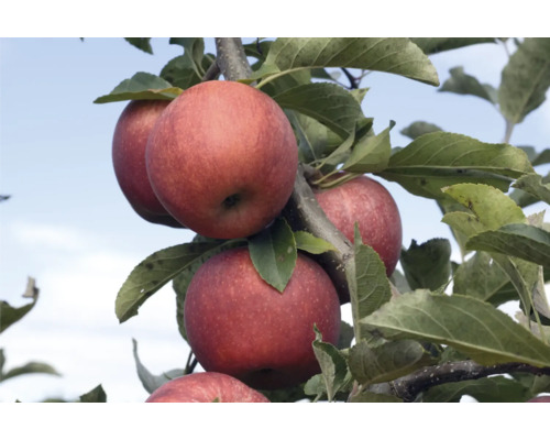 Äppelträd OMNIA GARDEN Malus domestica Röd Melbainkl. uppbindningskit-0