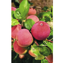 Äppelträd OMNIA GARDEN Malus domestica Röd Melbainkl. uppbindningskit-thumb-1