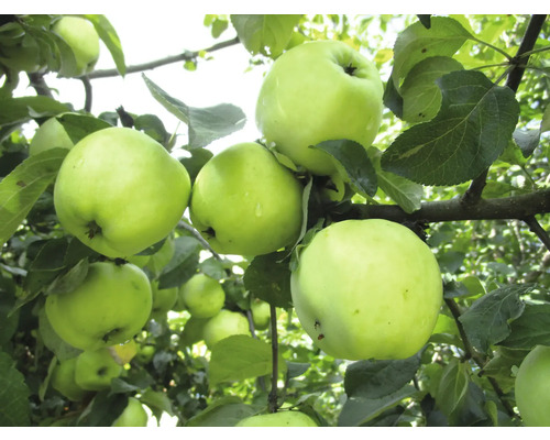 Äppelträd OMNIA GARDEN Malus domestica Silva inkl. uppbindningskit