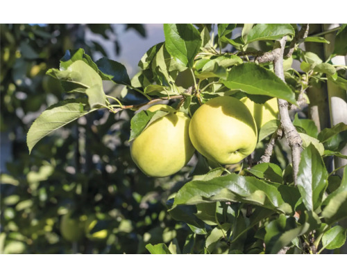 Äppelträd med mogna äpplen