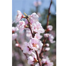 Närbild av blommande gren
