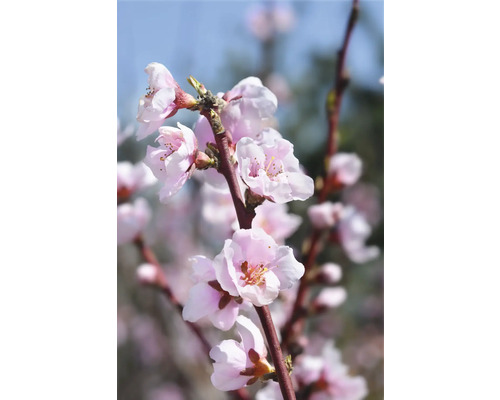 Närbild av blommande gren