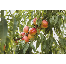 Nektarinträd med mogna frukter och gröna blad