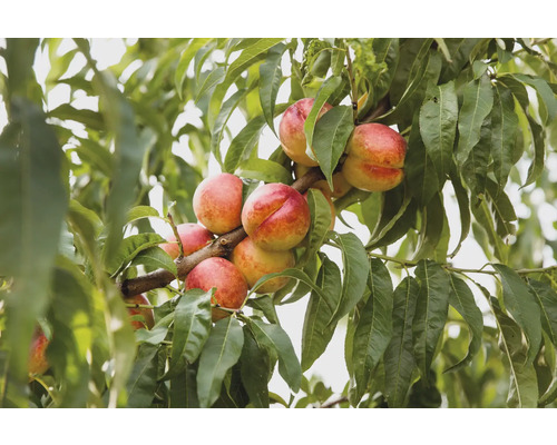 Nektarinträd med mogna frukter och gröna blad