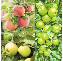 Familjeträd äppelträd OMNIA GARDEN Malus domestica inkl. uppbindningskit-thumb-0