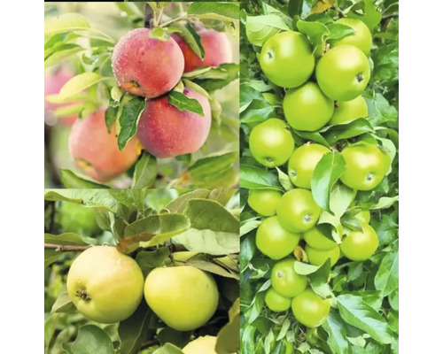 Familjeträd äppelträd OMNIA GARDEN Malus domestica inkl. uppbindningskit