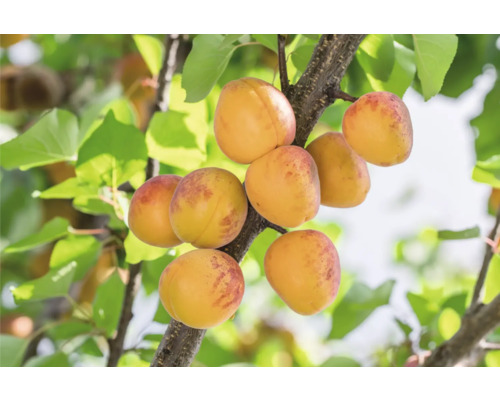Aprikos OMNIA GARDEN Prunus armeniaca Tros Oranje