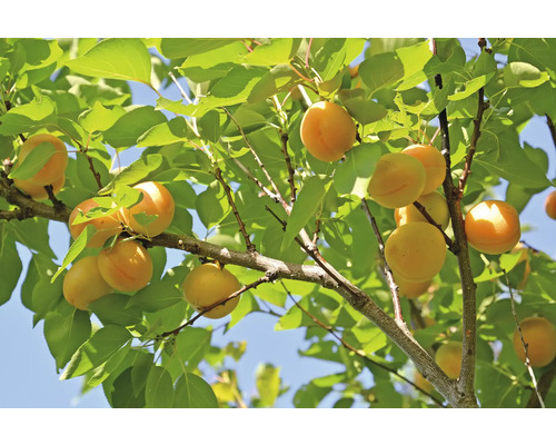 Aprikosträd med mogna frukter och gröna blad