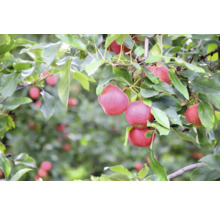 Äppelträd med mogna frukter och gröna blad