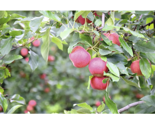 Äppelträd med mogna frukter och gröna blad