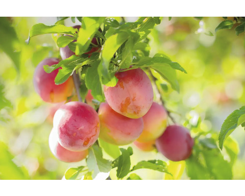 Mogna plommon på trädet