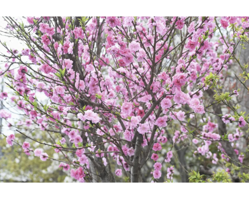 Blommande prydnadsträd med rosa blommor