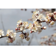 Aprikosträdsgren med blommor