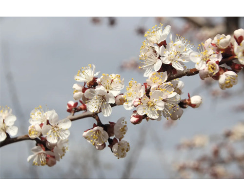 Aprikosträdsgren med blommor
