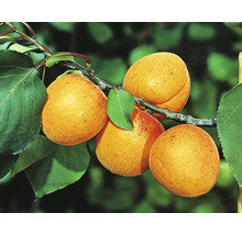 Aprikoser på gren med blad