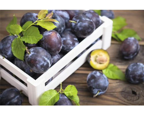 Plommon i en trälåda på ett träbord