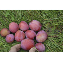 Plommon OMNIA GARDEN Prunus domestica Victoria Pixy-thumb-3