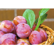 Plommon OMNIA GARDEN Prunus domestica Victoria Pixy-thumb-2