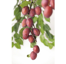 Plommon OMNIA GARDEN Prunus domestica Victoria Pixy-thumb-0