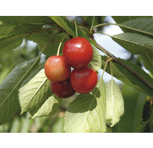 Körsbär på gren med blad