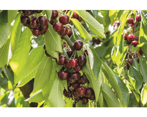 Körsbärsträdgren med mogna körsbär och gröna blad
