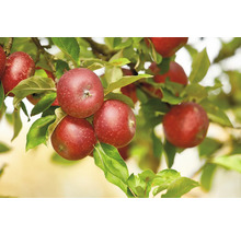 Äppelträd OMNIA GARDEN Malus domestica Aroma B9-thumb-0