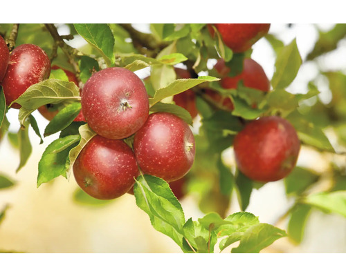 Äppelträd OMNIA GARDEN Malus domestica Aroma B9-0