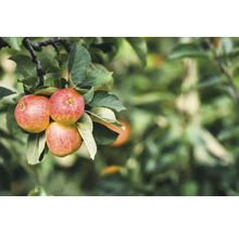 Äppelträd OMNIA GARDEN Malus domestica James Grieve B9