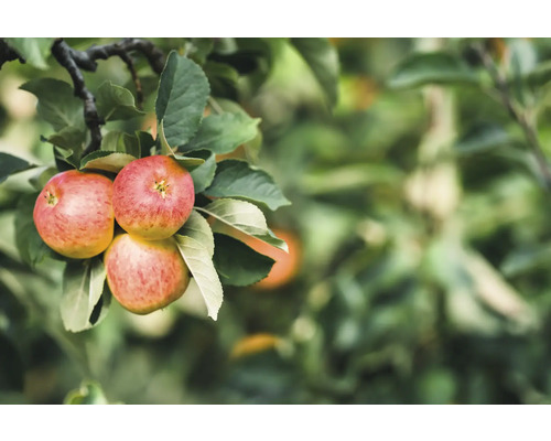 Äppelträd OMNIA GARDEN Malus domestica James Grieve B9 inkl. uppbindningskit