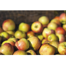 Äppelträd OMNIA GARDEN Malus domestica James Grieve B9