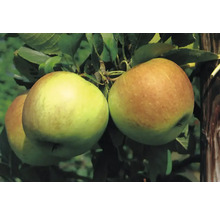 Äppelträd OMNIA GARDEN Malus domestica James Grieve B9