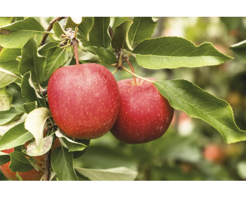 Äppelträd OMNIA GARDEN Malus domestica Summerred B9