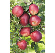 Äppelträd OMNIA GARDEN Malus domestica Summerred B9 inkl. uppbindningskit