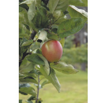 Äppelträd OMNIA GARDEN Malus domestica Åkerö B9