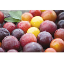 Närbild av olika sorters plommon