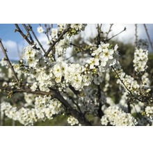 Närbild av ett blommande plommonträd med vita blommor