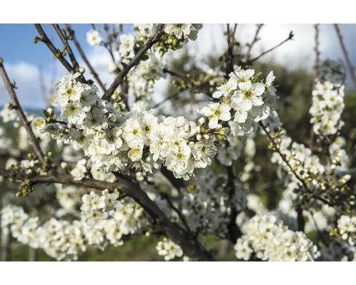 Närbild av ett blommande plommonträd med vita blommor