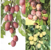 Flera sorters plommon och katrinplommon på grenarna