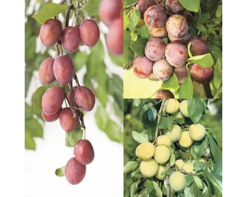 Flera sorters plommon och katrinplommon på grenarna