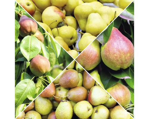 Collage av olika päron