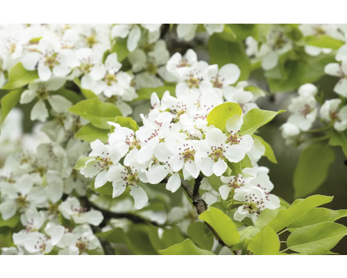Blomställning med vita blommor och gröna blad