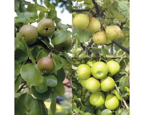 Päron på ett päronträd