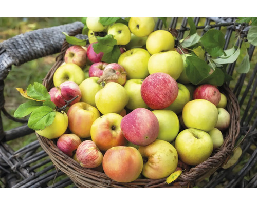 Familjeträd äppelträd OMNIA GARDEN Malus domestica inkl. uppbindningskit