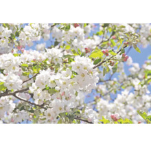 Äppelblom med vita blommor och gröna blad