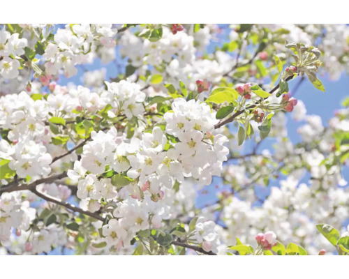 Äppelblom med vita blommor och gröna blad