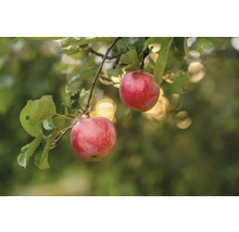 Äppelträd OMNIA GARDEN Malus domestica Alice inkl. uppbindningskit
